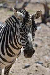 this African zebra is hooved fast powerful hybrid and wild