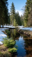 Obraz premium Stream flowing through evergreen forest with snow and sunlight, creating reflections in the water during early spring