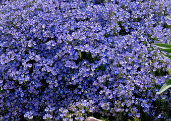 Close up of Turkish Blue Speedwell or Creeping Speedwell flowers of a lavender-blue color (Veronica...