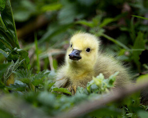 A baby Canada Gosling is standing in the grass