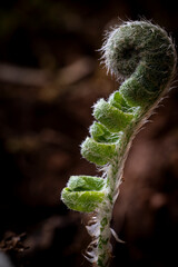 young fern leaf