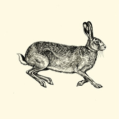Hare in Motion: A detailed pen and ink illustration captures a hare in mid-leap, showcasing the graceful power and agility of this wild animal. This image has a vintage aesthetic.