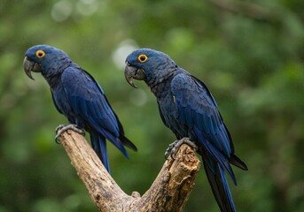 Obraz premium A couple of blue macaws
