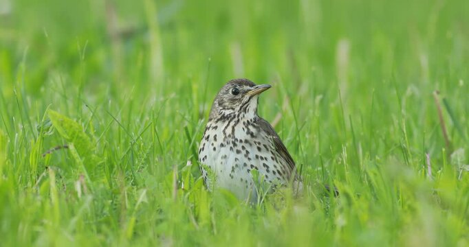 Close-up footage of a song thrush (Turdus philomelos) sitting in the grass