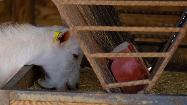 Goat in the barn chews the cud
