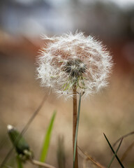 Obraz premium dandelion seed head