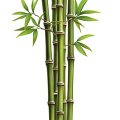 Lush bamboo stalks and leaves