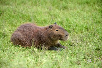 Capybara, hydrochoerus hydrochaeris, largest living rodent, native to South America, in El Palmar National Park, Entre Rios, Argentina.