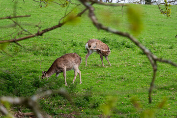 Deer in a park. Nature of Ireland. High resolution photo.