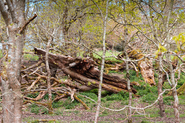 Spring in Dublin. Nature and architecture. High resolution photo.	