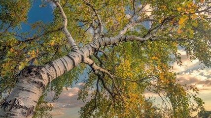 Fototapeta premium Leaning birch tree with colorful foliage against soft sunset sky