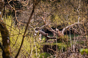 Spring in Dublin. Nature and architecture. High resolution photo.	