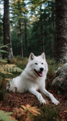 Obraz premium Portrait of a beautiful white wolf relaxing in the forest, surrounded by greenery and natural woodland scenery on a calm day