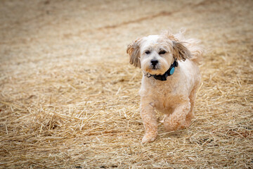 lhasa apso in woods