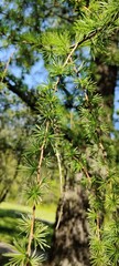The picture shows young spring shoots of larch. The branches are thin, slightly hanging, dotted with soft, fresh light green needles, collected in bundles