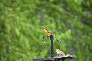Baltimore Oriole in Backyard