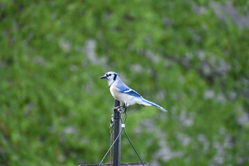 blue Jay Midwest backyard