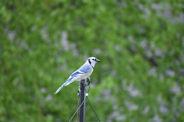 blue Jay in Midwest backyard