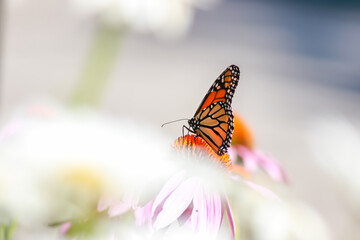 Close up view of Monarch butterfly on a white and pink daisy flower .