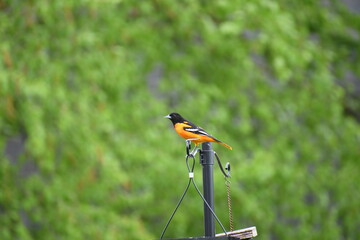Baltimore Oriole in Backyard