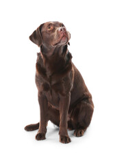 Obraz premium Cute dog on white background. Lovely pet