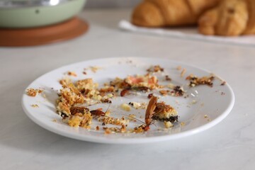 Cockroaches crawling on plate with food leftovers on light table, closeup