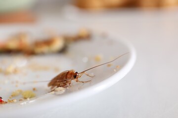 Cockroach crawling on plate with food leftovers, closeup