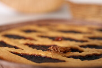 Cockroach crawling on pie in kitchen, closeup