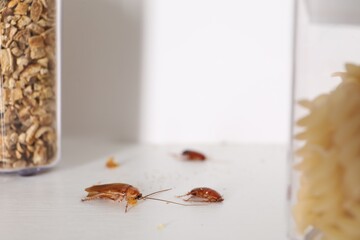 Cockroaches with food crumbs on the table, selective focus