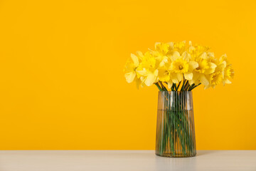 Beautiful daffodils in vase on white table against yellow background. Space for text