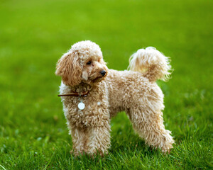 Maltipoo dog on the green lawn in the park