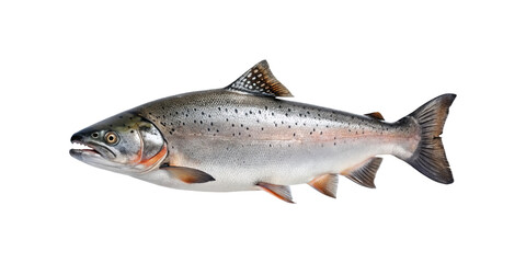 Obraz premium A large silver salmon fish with dark spots isolated on transparent background showing detailed fins and scales