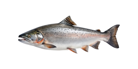 A large silver salmon fish with dark spots isolated on transparent background showing detailed fins and scales