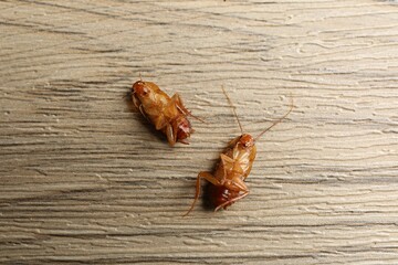 Two cockroaches on wooden table, flat lay