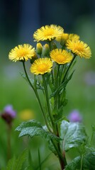 Closeup of a cluster of bright yellow flowers in a green field, with dew drops on the leaves, vertical orientation, soft focus