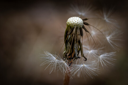 dandelion seed head