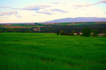 Campos verdes de cultivo en la provincia de Segovia , España.