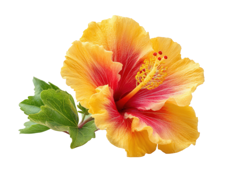 Vivid hibiscus flower displaying bright orange and yellow petals with red accents, set against a transparent backdrop that highlights its beauty and intricate details - Powered by Adobe