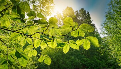 radiant springtime foliage vibrant green leaves basking in sunlight on a branch
