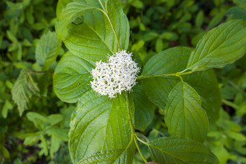 Roter Hartriegel (Cornus sanguinea) - Blütenstand und Blätter