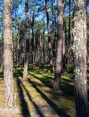 path in autumn forest