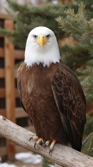 Obraz premium Majestic bald eagle perched on a branch, looking directly at the camera with intense gaze in a natural outdoor setting.