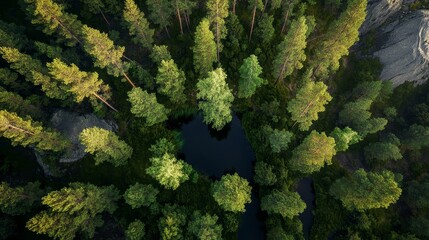 Fototapeta premium Aerial view of serene forest with pine trees surrounding a reflective pond