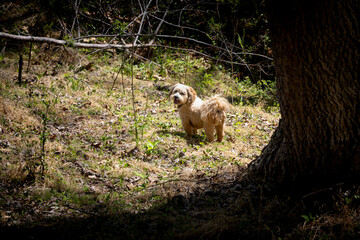 lhasa apso in woods