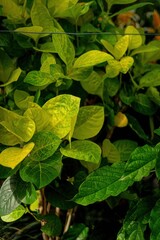 green leaves in the garden