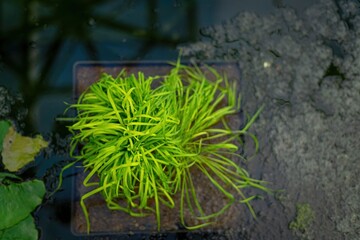 Vibrant green, grass-like aquatic plants in a rectangular pot, partially submerged in dark water with visible lily pad.