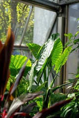 tropical rain forest