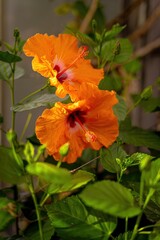 
Close-up of two bright orange hibiscus flowers with red and white centers, surrounded by green leaves.