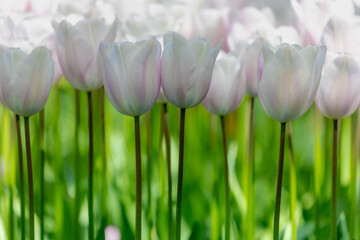 Selective focus of white and light purple flowers in garden, Tulips from a genus of spring-blooming...
