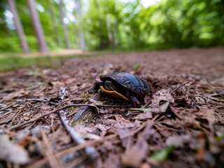 Turtle in Pocahontas State Park